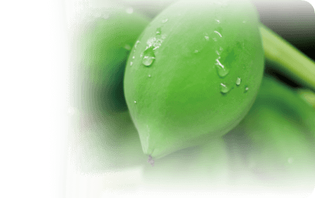 酵素の王様＝青パパイヤ